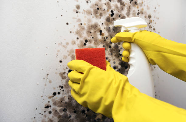 Best Mold Testing and Inspection Services in North Merrick, NY